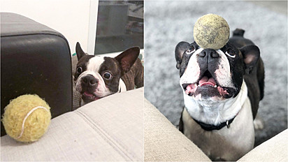 Boston terrier adora brincar com bolas e equilibrá-las no focinho.
