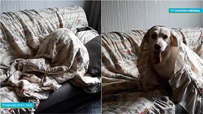 Cão acredita estar escondido no lugar perfeito da casa, embaixo da coberta no sofá.