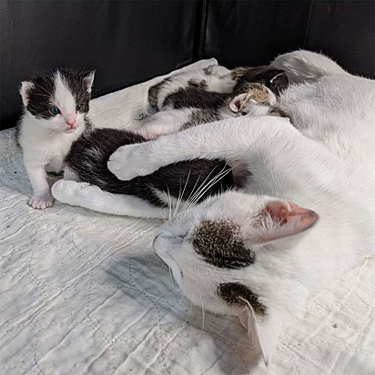 A gatinha deu à luz seis lindos filhotes.