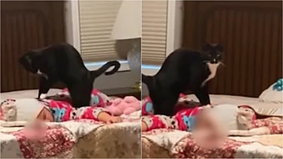 O gatinho preto com branco é flagrado massageando criança e vídeo encanta internautas.