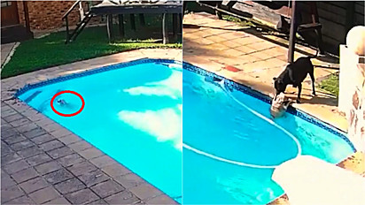 Cadela salva seu irmão canino que caiu na piscina de casa em Kempton Park, Gauteng, na África do Sul.