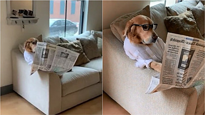 Golden retriever é filmando lendo jornal e sentado no sofá de sua casa em Richmond, Virgínia, Estados Unidos.