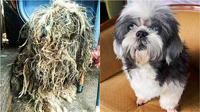 Homem resgata cadela das ruas da Tailândia e ela tem uma verdadeira transformação.