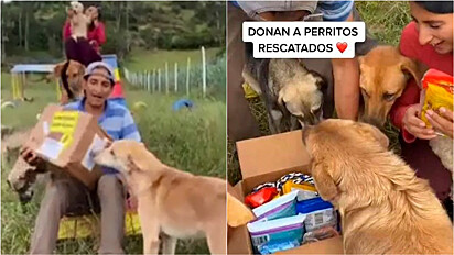 Abrigo de animais recebe donativos e os cães participam na abertura do pacote.
