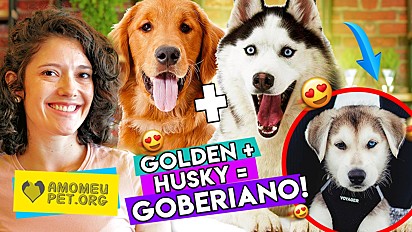 Canal do Amo Meu Pet no Youtube: conheça a raça de cães goberiano