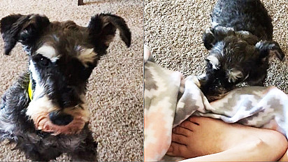 Mesmo desconfiado com amor humano, cão resgatado cobre pés de voluntária que o salvou.