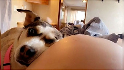 Cadela não se desgruda da dona desde que descobriu a sua gravidez.