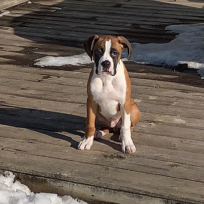 O boxer Randy.
