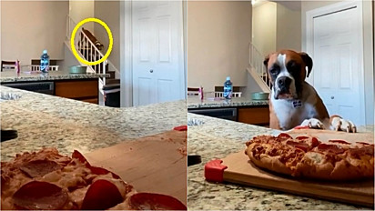 Vídeo de boxer viraliza ao tentar roubar pizza da cozinha.