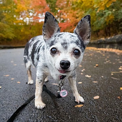 A chihuahua Lu-Seal.