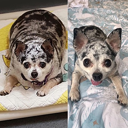 O antes e depois da cachorrinha.