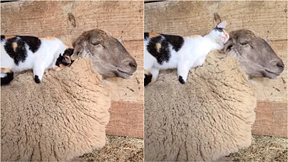 Ovelha fica em êxtase com gatinho massageando as suas costas.
