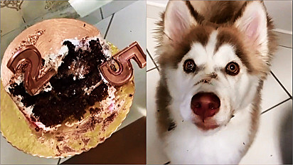 Husky siberiano destrói bolo de festa de aniversário.