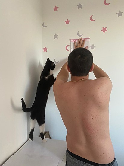 O gatinho ajudando na decoração do quarto.