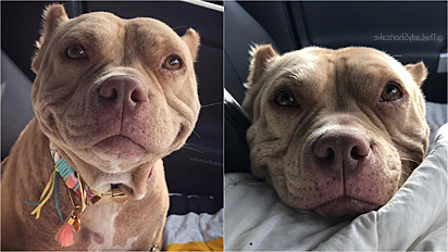 Pit bull sorridente ganha milhares de seguidores no Instagram e TikTok.