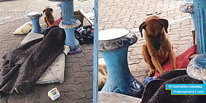 Cachorro entristecido ao lado do corpo de seu dono morador de rua.