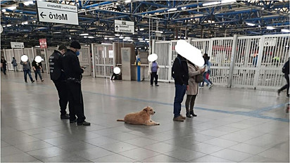 Cachorrinha de moradora de rua é amada e cuidada por funcionários da estação de metro em São Paulo.