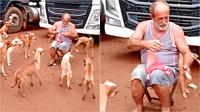 Caminhoneiro alimenta cães de rua.