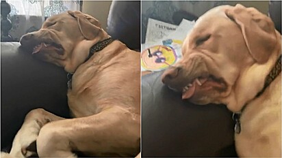 Labrador faz caretas enquanto dorme.