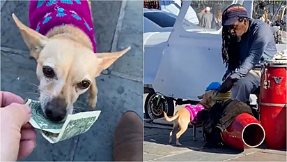 Cachorro encanta público ao ajudar o seu dono, artista de rua, a recolher as gorjetas.