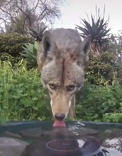 Os animais tem a oportunidade de beber uma água fresquinha.