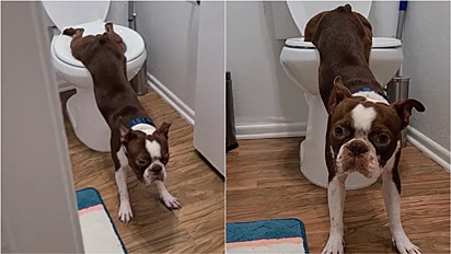 Boston terrier deixa internautas incrédulos ao usar banheiro para suas necessidades.
