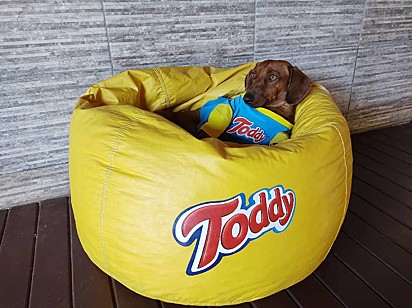 O cachorrinho Toddy.