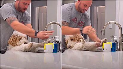 Cão pede para que seu dono higienize suas patinhas.