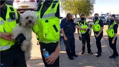 Policiais salvam cachorro trancado em carro com temperatura de 43ºC em Southend, Essex, Inglaterra.