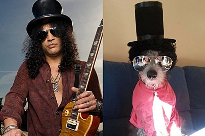 E esse peludinho com chapéu e peruca cacheada homenageando um dos integrantes do Guns N Roses, Slash. Arrasou! 