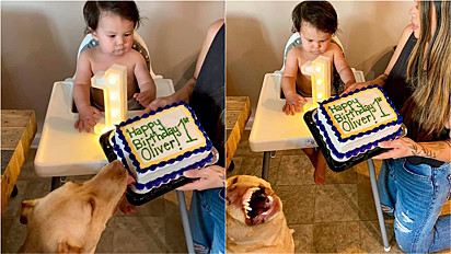 Cão come bolo de festa de aniversário de 1 ano e não se mostra arrependido.