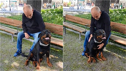 Rottweiler alegra homem desconhecido entristecido por ter perdido seu cachorro.