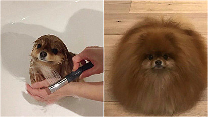 Antes e após o banho...