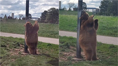 Urso é flagrado por visitantes de parque roçando as costas em poste e cena lembra filme da Disney.