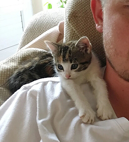 A gatinha Mini Kitty.