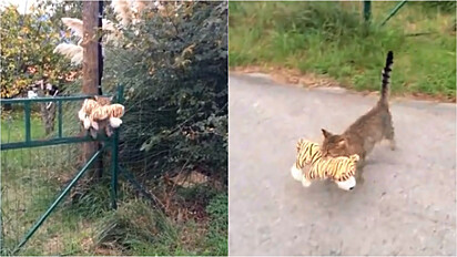 Gato invade casa do vizinho para pegar o tigre de pelúcia emprestado.