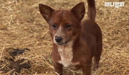 O cachorrinho Rookie.