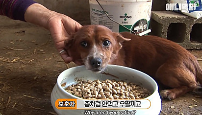 O cachorrinho ficou sem apetite com falta da sua mãe adotiva.