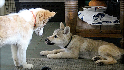 Lobo tem reação inesperada ao ver cachorro parecido com ele.
