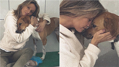 Instituto Luisa Mell acolhe cachorrinha rejeitada pelo ex dono.