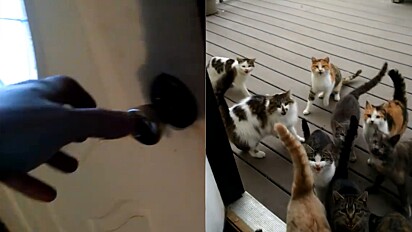 Gatos fazem serenata na porta de casa para receberem ração.