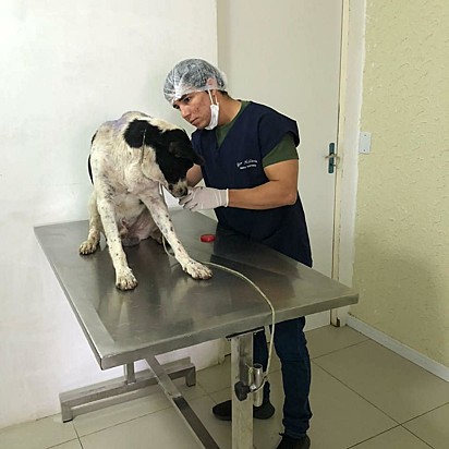 O médico veterinário, Igor Holanda, atendeu o cão.