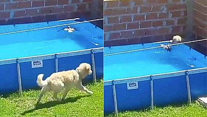 Cão salva pássaro de se afogar na piscina.