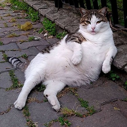 A gatinha se tornou famosa por suas poses icônicas.