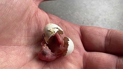 Após 19 dias de cuidados o ovo chocou.