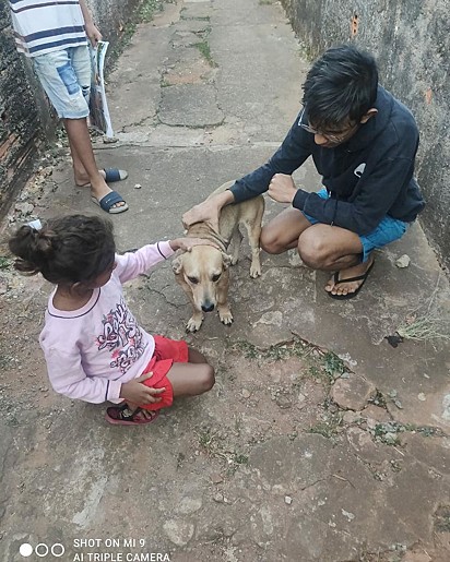 O cãozinho não teve nenhum ferimento.