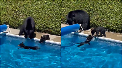 Família de urso invade residência em dia escaldante para curtir a piscina.