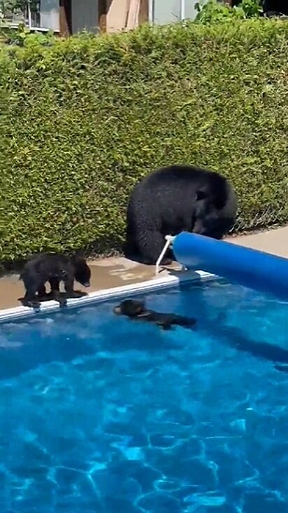 A família foi flagrada aproveitando a piscina.