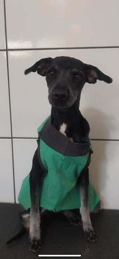 O cão foi levado para o banho e tosa.