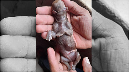 Filhote de cachorro nasce sem olhos, orelhas, nariz e com duas línguas, vítima de uma malformação rara no Piauí.